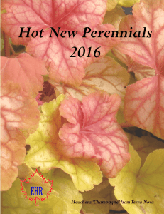 2016 Hot New Perennials Compressed