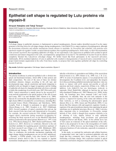 Epithelial cell shape is regulated by Lulu proteins via myosin-II