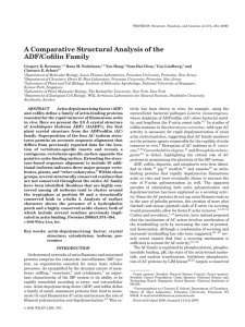 A Comparative Structural Analysis of the ADF/Cofilin Family