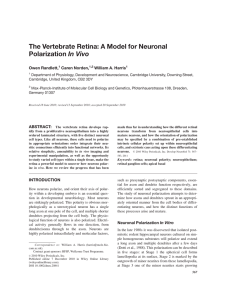 The vertebrate retina: A model for neuronal polarization in vivo
