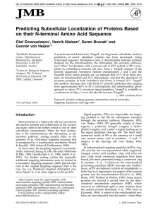 Predicting Subcellular Localization of Proteins Based on their N