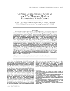 Cortical connections of areas V3 and VP of