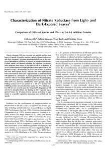 Characterization of Nitrate Reductase from Light- and Dark