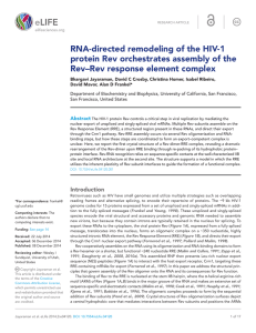 RNA-directed remodeling of the HIV-1 protein Rev