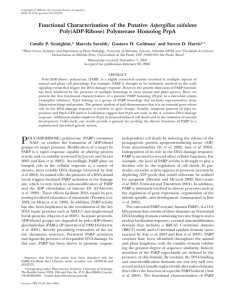 Functional Characterization of the Putative Aspergillus