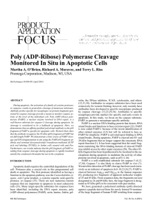 Poly (ADP-Ribose) Polymerase Cleavage Monitored In Situ in