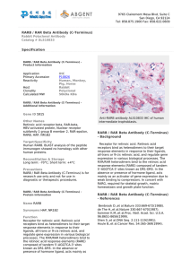 RARB / RAR Beta Antibody (C-Terminus)