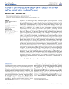 Genetics and molecular biology of the electron flow for sulfate