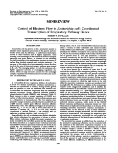 MINIREVIEW Control of Electron Flow in Escherichia coli