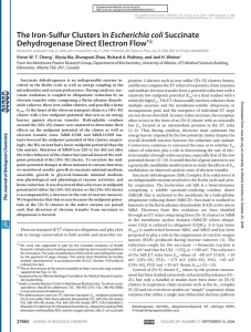 The Iron-Sulfur Clusters in Escherichia coli Succinate
