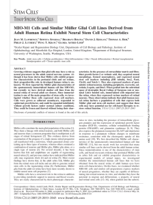 MIO-M1 Cells and Similar Mu¨ller Glial Cell Lines Derived from Adult