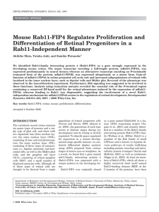 Mouse Rab11-FIP4 regulates proliferation and differentiation of