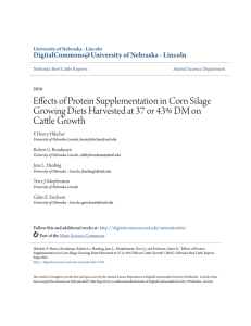 Effects of Protein Supplementation in Corn Silage Growing Diets