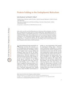 Protein Folding in the Endoplasmic Reticulum