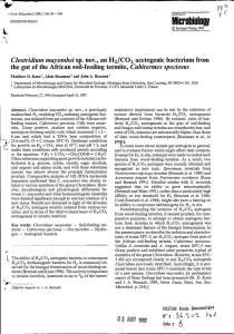 Clostridium mayombei sp. nov., an H2/CO2 acetogenic bacterium