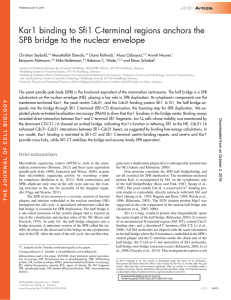Kar1 binding to Sfi1 C-terminal regions anchors the SPB bridge to