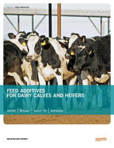 feed additives for dairy calves and heifers