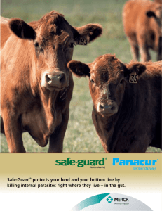 Safe-Guard ® /Panacur in Beef Cattle