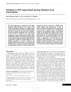 Variation in ATP requirement during influenza virus transcription