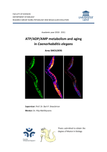 ATP/ADP/AMP metabolism and aging in Caenorhabditis elegans