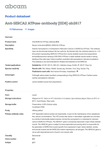 Anti-SERCA2 ATPase antibody [IID8]