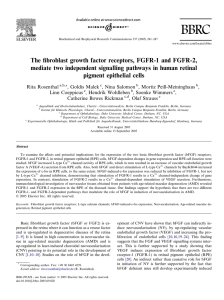 The fibroblast growth factor receptors, FGFR-1 and FGFR