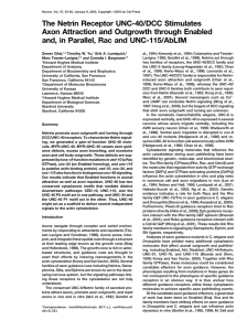 The Netrin Receptor UNC-40/DCC Stimulates Axon Attraction and