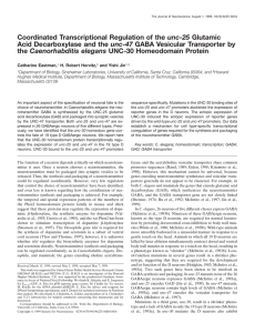 Coordinated Transcriptional Regulation of the unc-25 Glutamic