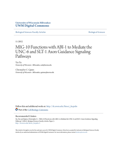 MIG-10 Functions with ABI-1 to Mediate the UNC-6 and SLT