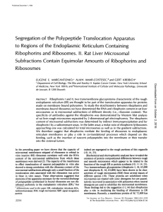 Segregation to Regions of the Endoplasmic Reticulum Ribophorins