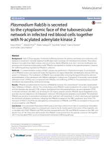Plasmodium Rab5b is secreted to the cytoplasmic face of the
