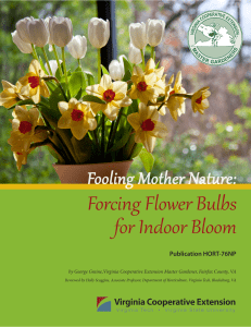 Forcing Flower Bulbs for Indoor Bloom