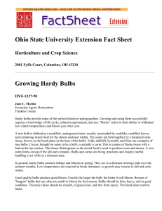 Growing Hardy Bulbs