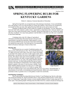 Spring Flowering Bulbs for Kentucky Gardens