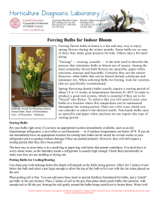 Forcing Bulbs for Indoor Bloom