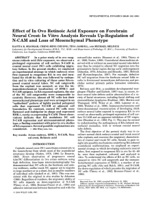 Effect of In Ovo Retinoic Acid Exposure on Forebrain Neural Crest