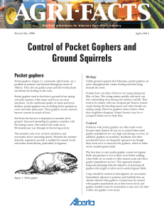 Pocket Gophers - Ground Squirrels.indd