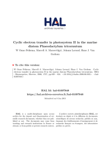 Cyclic electron transfer in photosystem II in the marine diatom