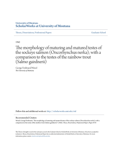 The morphology of maturing and matured testes of