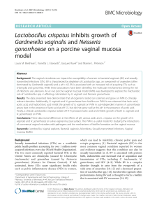 Lactobacillus crispatus inhibits growth of Gardnerella vaginalis and