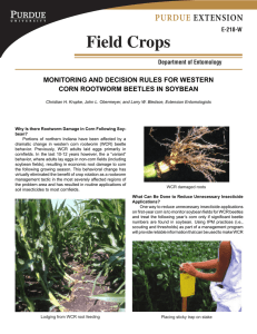 monitoring and decision rules for western corn rootworm beetles
