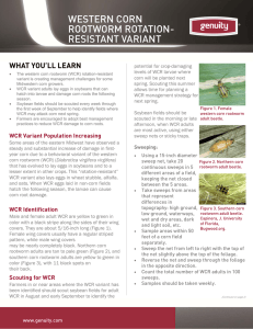 Western Corn Rootworm Rotation Resistant Variant