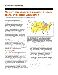 Western corn rootworm in eastern Oregon, Idaho, and eastern