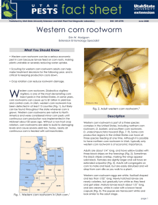 Western corn rootworm - Utah State University Extension