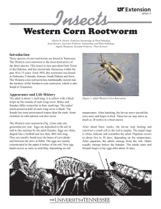 Western Corn Rootworm - University of Tennessee Institute of