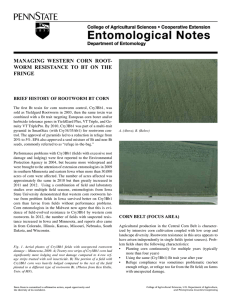 Managing western corn rootworm resistance to Bt on the fringe