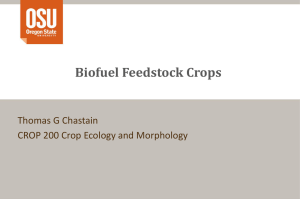 Biofuel Feedstock Crops
