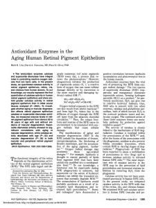 Aging Human Retinal Pigment Epithelium