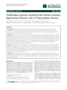 Ossification process involving the human thoracic ligamentum