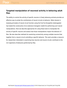 Targeted manipulation of neuronal activity in behaving adult